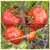 Livingston's Dwarf Stone Tomato thumbnail 1