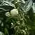 Brittle Wax (Brittlewax) Bush Snap Garden Bean thumbnail 4